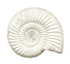 an ammonite