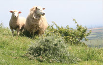 Sheep on a hillside